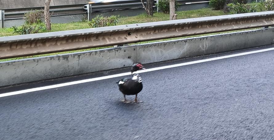 Pato na via rápida provoca congestionamento no trânsito