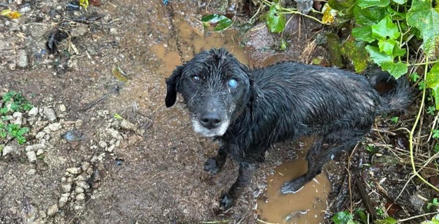 Cão encontrado acorrentado à chuva e ao frio