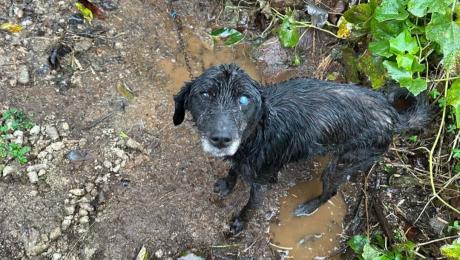 Cão encontrado acorrentado à chuva e ao frio